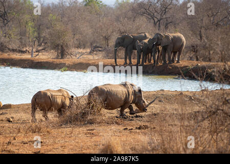 two rhinos walking next to a waterhole while a family of elephants drinking some water in the back Stock Photo