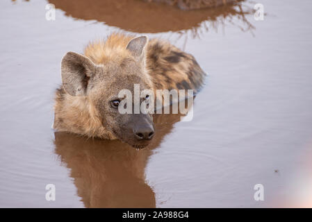 portrait of a bathing hyena in kruger national park Stock Photo