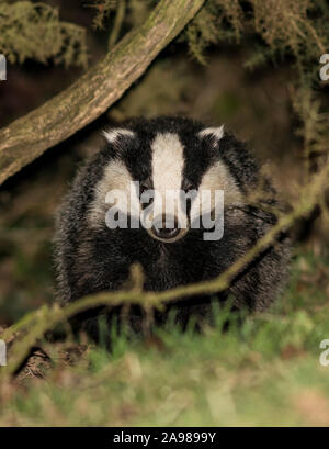 Wild Badgers, Scotland Stock Photo