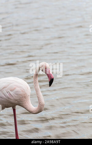 Great flamingo beak and head portrait on a grey lake background Stock Photo