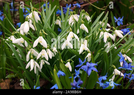 Galanthus nivalis (snowdrop, common snowdrop) and Scilla siberica spring flowers in nature. Stock Photo