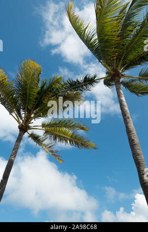 Two palm trees in front of a blue summer sky on a windy day. Shot in daylight from below in Miami Beach. Stock Photo