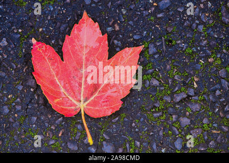 red maple leaf lying on dark blue asphalt Stock Photo