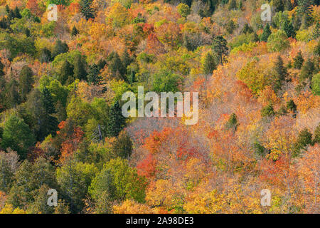 Mixed Coniferous Deciduous forest, late fall, Mystery Lookout, Minnesota, by Dominique Braud/Dembinsky Photo Assoc Stock Photo