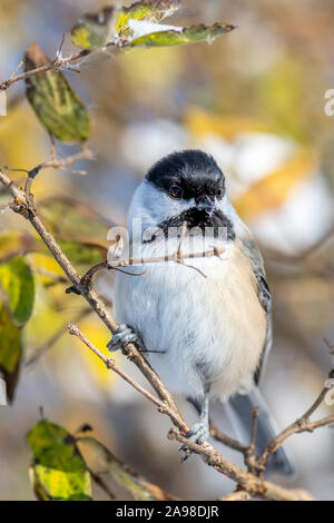 Closeup portrait of a Black-capped Chickadee (Poecile atricapillus) perched on a branch. Stock Photo
