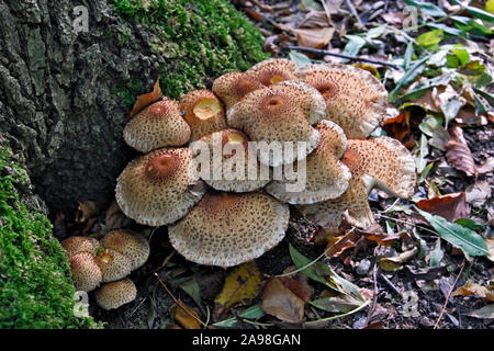 Pholiota squarrosa, commonly known as the shaggy scalycap Stock Photo