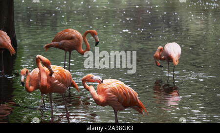 JACKSONVILLE, FL, USA- OCT, 23, 2017: close up of an american flamingo flock standing in a pond- editorial only