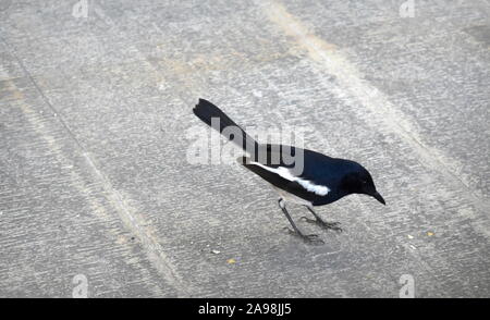 Male oriental magpie-robin (copsychus saularis) eating bread crumbs from pavement in Xiamen, China Stock Photo