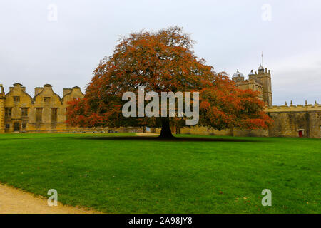 A majestic old Beech (Fagus sylvatica) tree in autumn in front of the derelict Terrace Range at Bolsover Castle, Derbyshire, England, UK Stock Photo