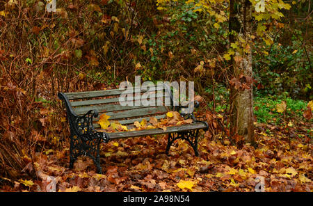 A lonely park bench in the beautiful autumn forest Stock Photo