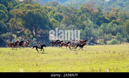 CORRYONG, VICTORIA, AUSTRALIA - APRIL 5TH 2019: The Man From Snowy River Bush Festival re-enactment, riders on horseback chase wild horses on 5th Apri Stock Photo