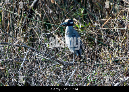 Night Heron patiently waits in the lagoon vegetation while taking a break from a morning of foraging for food. Stock Photo