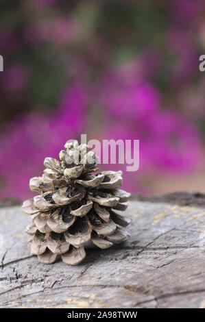A pineapple of pine nuts on the trunk of a cut tree and when you see violet flowers that are out of focus Stock Photo