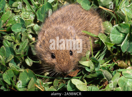 ORKNEY VOLE Microtus arvalis orcadensis smaller, lighter coloured form on Island of Westray, Orkney, Scotland. Long term isolation and evolution Stock Photo