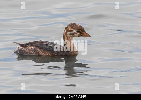 Close up of immature Pied-billed Grebe bird on water Stock Photo
