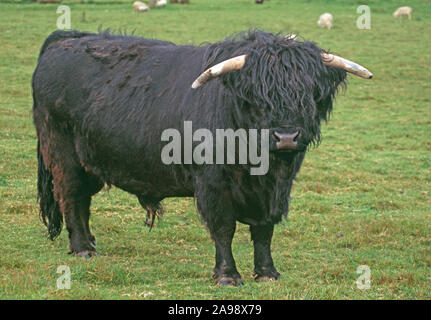 Scottish HIGHLAND BULL black form. Black coat is the probable original  breed colour. The Orkney ISLANDS,  Scotland Stock Photo