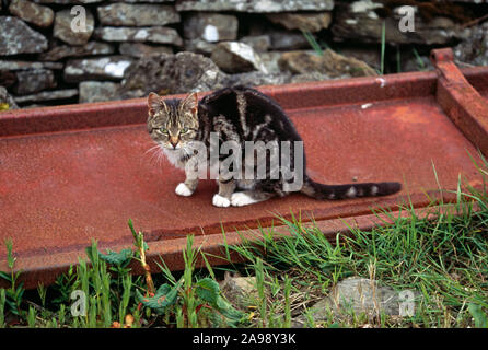 FERAL DOMESTIC CAT Predator of Orkney Vole  (Microtus arvalis orcadensis) West Mainland, Orkney, Scotland Stock Photo