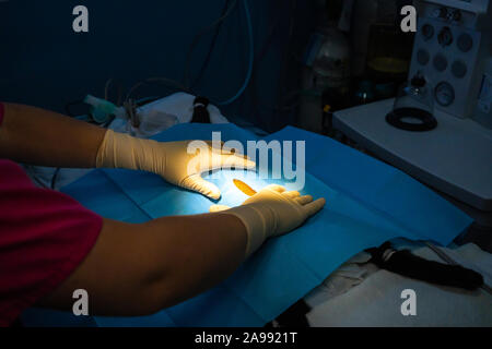 Placement of the surgical field on a cat before surgery by a veterinarian Stock Photo
