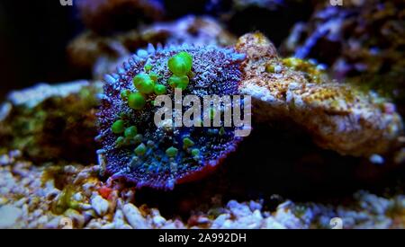 Biohazard Bounce Mushroom - Rhodatis sp. shroom Stock Photo