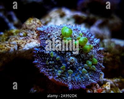 Biohazard Bounce Mushroom - Rhodatis sp. shroom Stock Photo