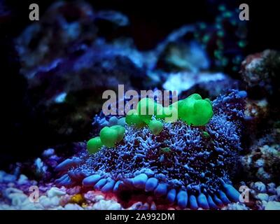 Biohazard Bounce Mushroom - Rhodatis sp. shroom Stock Photo