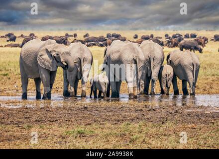 A herd of African elephants, including a baby, stand side by side drinking from a small waterhole, with buffalo and dramatic clouds in the background. Stock Photo
