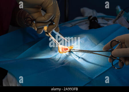 Surgical incision with dissection forceps and electric scalpel of a cat's abdomen in a sterilization surgery Stock Photo