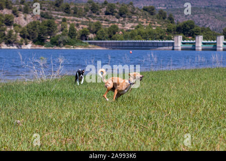 free dogs playing and running Stock Photo
