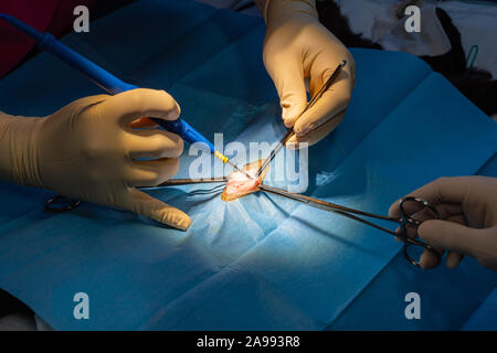 Surgical incision with dissection forceps and electric scalpel of a cat's abdomen in a sterilization surgery Stock Photo