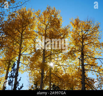Late afternoon sun streams through the changing leaves of the Aspen Trees in Flagstaff, Arizona. Stock Photo