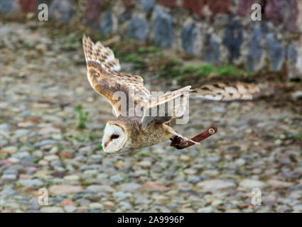 Rescued barn owl (Tyto alba), Parque Condor, Otavalo, Ecuador Stock Photo