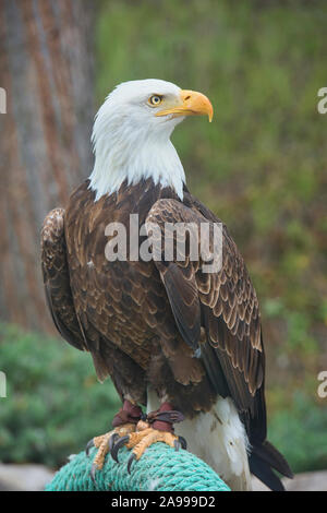 Bald eagle (Latin Haliaeetus leucocephalus Stock Photo: 140560283 - Alamy