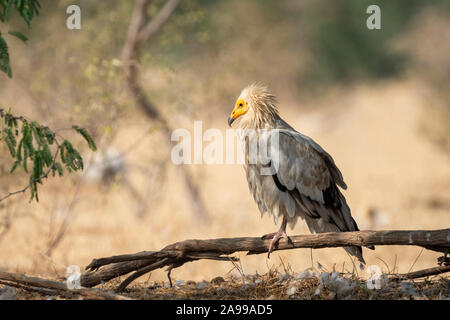 Egyptian vulture or Neophron percnopterus perched on tree trunk with a beautiful clean and green background at jorbeer conservation reserve, bikaner Stock Photo