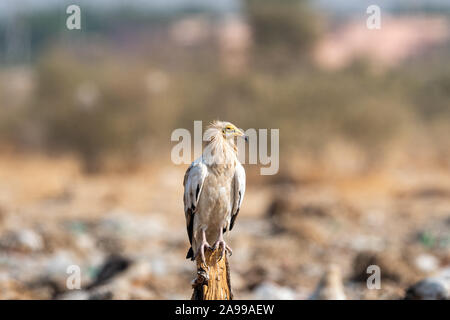 Egyptian vulture or Neophron percnopterus perched on tree trunk with a beautiful clean and green background at jorbeer conservation reserve, bikaner Stock Photo