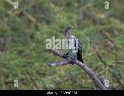 Long tailed cormorant, Microcarbo africanus, Kenya, Africa Stock Photo