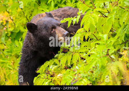 Black Bear closeup in forest in autumn Yellowstone National Park