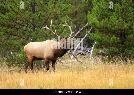 Bull elk bugling in Yellowstone National Park autumn meadow during the rut Stock Photo