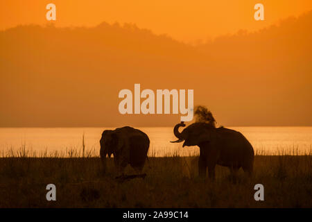 Elephant silhouette, Dhikala, Corbett, India Stock Photo