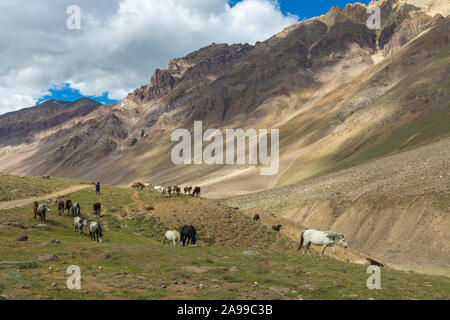 Feral Horses at Chandra taal, Spiti Valley, Himachal Pradesh, India Stock Photo