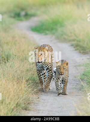 Leopard mother and Cub, Africa Stock Photo