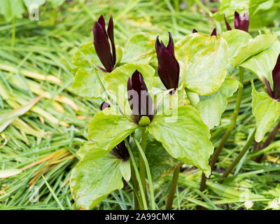 crimson red flowers of Trillium sessile Stock Photo
