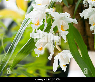 Orchidaceae coelogyne cristata. Orchid with white flowers.  Beautiful flowers arrangement with green floral background. Stock Photo