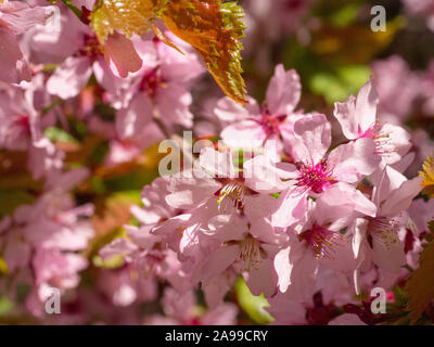 Branch with blossoms Sakura. Abundant flowering bushes with pink buds cherry blossoms in the spring. Prunus sargentii Stock Photo