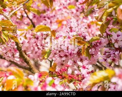 Branch with blossoms Sakura. Abundant flowering bushes with pink buds cherry blossoms in the spring. Prunus sargentii Stock Photo