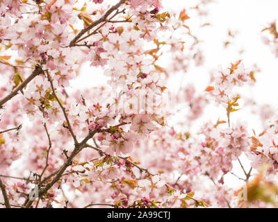 Branch with blossoms Sakura. Abundant flowering bushes with pink buds cherry blossoms in the spring. Stock Photo