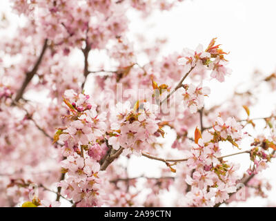 Branch with blossoms Sakura. Abundant flowering bushes with pink buds cherry blossoms in the spring. Stock Photo