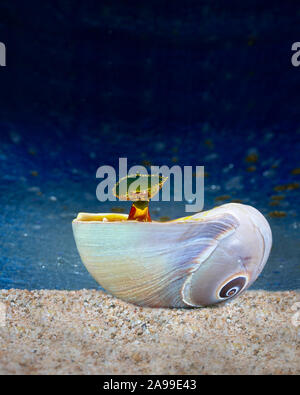 Coloured water dropped into a sea shell on sand against a blue background, forming an umbrella shape. Stock Photo