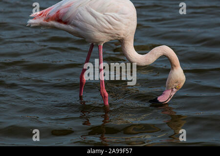 Pink Great flamingo bird side portrait on a lake in La Camargue Wetlands, France Stock Photo