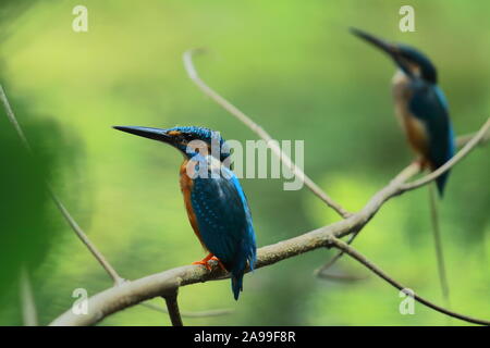 Pair of Common kingfisher (Alcedo atthis) sitting on a branch, doing breeding display,Sundarbans delta region in West Bengal in India