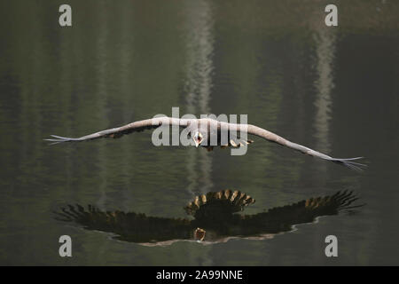 Eurasian sea eagle flying above the water, mirroring in the water, natural scene,  Haliaeetus albicilla Stock Photo